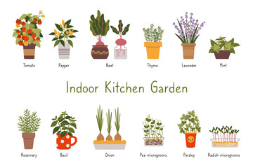 Indoor kitchen garden plants set with titles, cartoon style. Various types of Herbs, vegetables and Microgreens in a pots. Urban gardening hobby. Trendy isolated vector illustration, hand drawn, flat