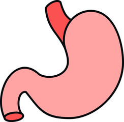 Stomach