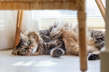 Adorable fluffy cat relaxing at home in the morning