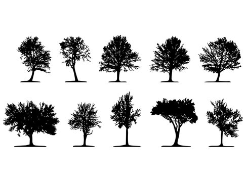 Set of tree silhouettes illustration. Vector realistic tree silhouettes drawings on a white background.