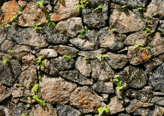 Green grass on the stone walls for natural background and wallpaper