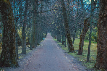 forest, alley, park, saint-petersburg, russia, trees, tranquility