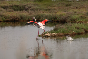 The permanent guests of Izmir urban forest are flamingos