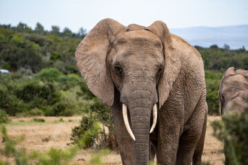 Fototapeta na wymiar Elefant Portrait: Nahaufnahme von wildem Elefant in Südafrika