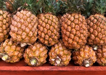 Large organic and fresh Pineapple showing