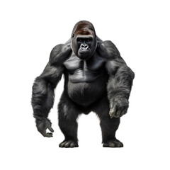 gorilla standing isolated on white - obrazy, fototapety, plakaty