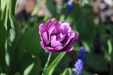 Fototapeta premium Tulips (Tulipa) are a genus of spring-blooming perennial herbaceous bulbiferous geophytes (having bulbs as storage organs). 