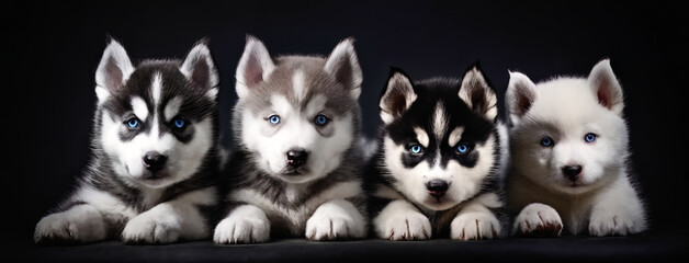 Cute Husky puppies on a black background. Adorable purebred sled dogs in a studio shot. Ai generative.