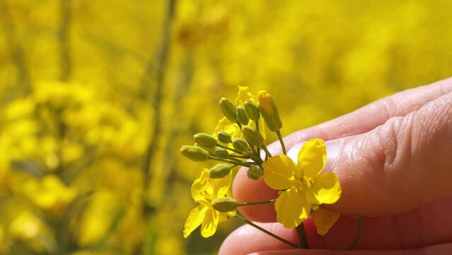 Blooming rapeseed in the farmer's fingers. Crop inspection on a sunny day.