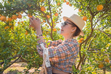 Cute thai girl cutting and collecting an orange in orange farm in Chiang Mai, Thailand.