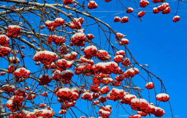 sky, rowan, tree, snow, winter, street, orange, blue
