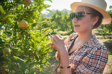 Cute thai girl cutting and collecting an orange in orange farm in Chiang Mai, Thailand.