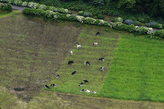 Aerial view of cows grazing on field