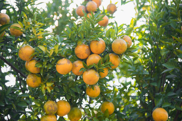 Oranges in orange farm in Chiang Mai, Thailand.