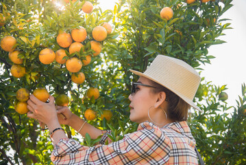 Cute thai girl cutting and collecting an orange in orange farm in Chiang Mai, Thailand.