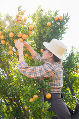 Cute thai girl cutting and collecting an orange in orange farm in Chiang Mai, Thailand.