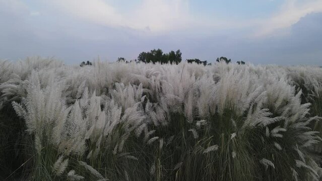 Kans grass, Catkins, Kashful are usually seen along the river banks during autumn in Bangladesh