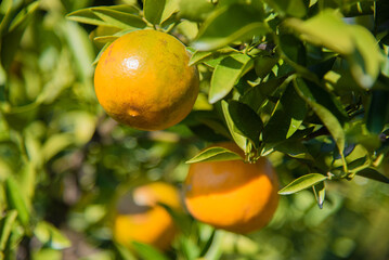 Oranges in orange farm in Chiang Mai, Thailand.