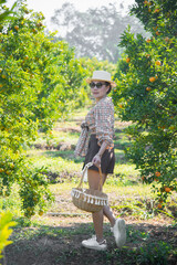Cute thai girl walking and collecting in orange farm in Chiang Mai, Thailand.
