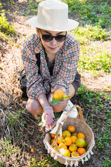 Cute thai girl looking and choosing an orange in orange farm in Chiang Mai, Thailand