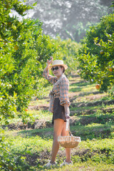 Cute thai girl walking and collecting in orange farm in Chiang Mai, Thailand.