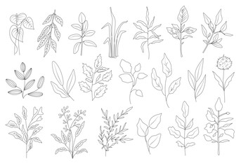 Floral set of black outline hand drawn elements, tree branch, bush, plant, tropical leaves, branches, petals isolated on white. Collection for design. Vector illustration.