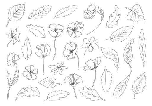 A collection of hand-drawn flowers, buds, branches and leaves in black and white. Floral set with elements of the line art clipart. Floral clipart highlighted on a white background