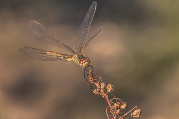 Dragonfly