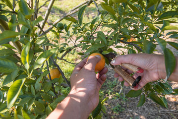 Cutting an orange in orange farm in Chiang Mai, Thailand.