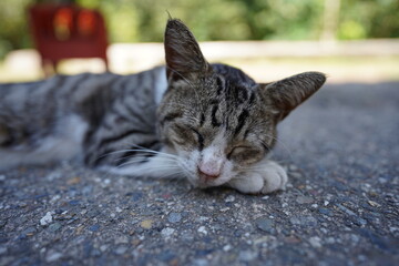 睡眠中の日本の猫