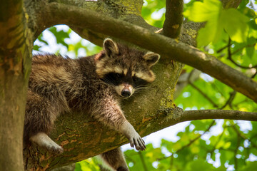 raccoon on tree