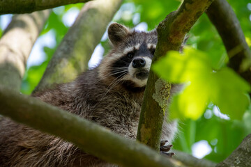 raccoon in the tree