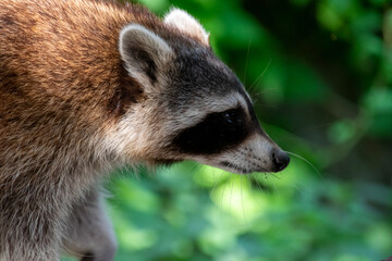 raccoon on a tree