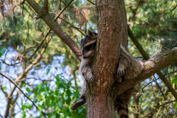 Fototapeta na wymiar Raccoon on the tree