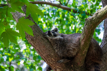 Raccoon on the tree