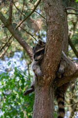 Raccoon sleeping on a tree