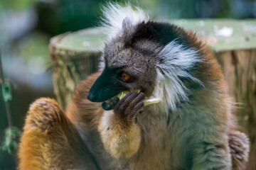 lemur