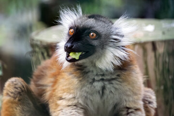 ring lemur