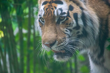 portrait of a tiger