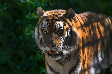portrait of a tiger