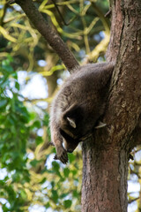 Raccoon in the tree