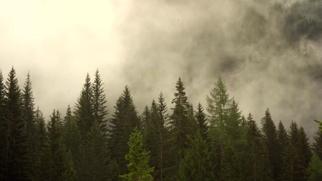 A cloud of fog is rolling in over pine trees in a mountain landscape.