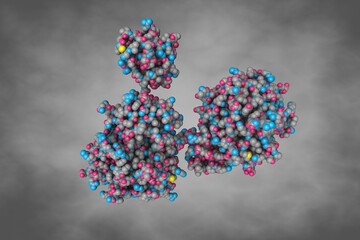 Human recombinant Gla-domainless prothrombin mutant. Space-filling molecular model. Rendering based on protein data bank entry 4hzh. Scientific background. 3d illustration