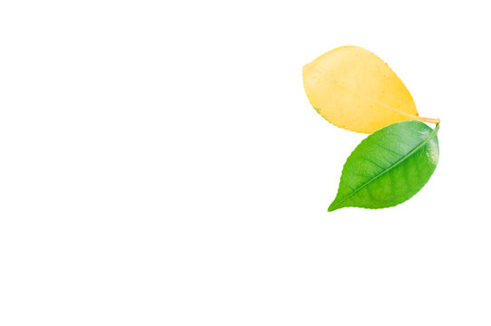 immagine in primo piano di foglie di colore verde e giallo brillante di camellia isolate su sfondo trasparente, vista dall'alto