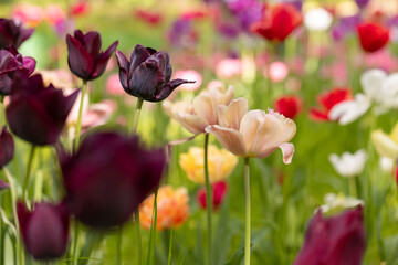 Many blossoming colourful tulips, flower field