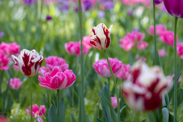 Many blossoming colourful tulips, flower field