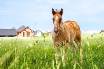 Naklejka na ściany i meble A one-year-old foal, grazing in a pasture alone, near a ranch or horse farm. Against the background of the ranch, houses, buildings. Clear summer weather, blue sky.