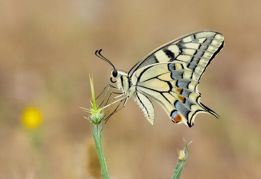 photos of wild animals and butterflies