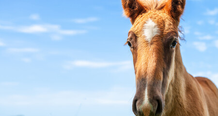 Portrait of a foal, close-up of the head of a young horse, against a clear blue sky. One-year-old...