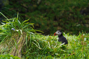 Atlantic puffin on the isle of Lunga in Scotland. The puffins breed on Lunga, a small island of the coast of Mull.